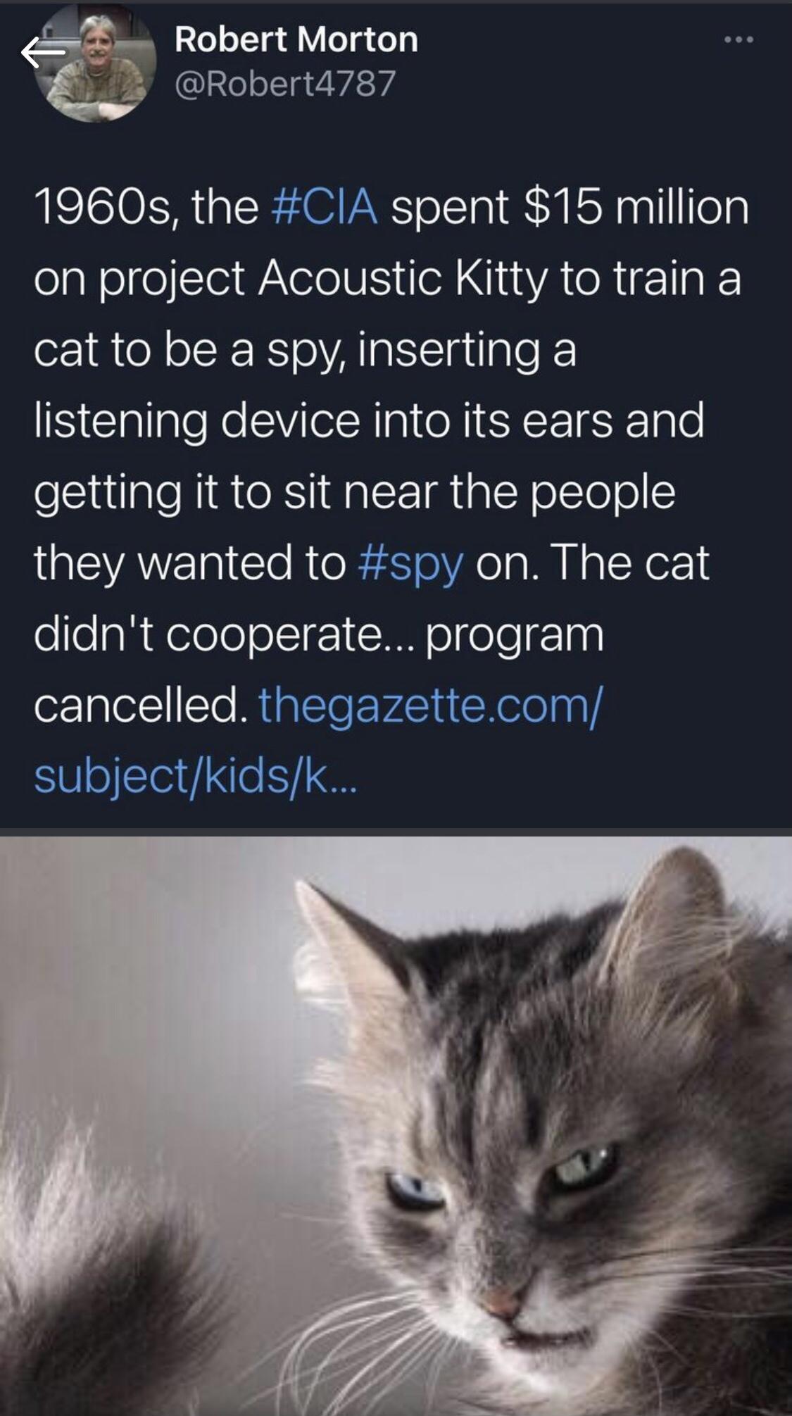 The+cats+prefer+to+meddle+in+their+own+ways%26%238230%3B