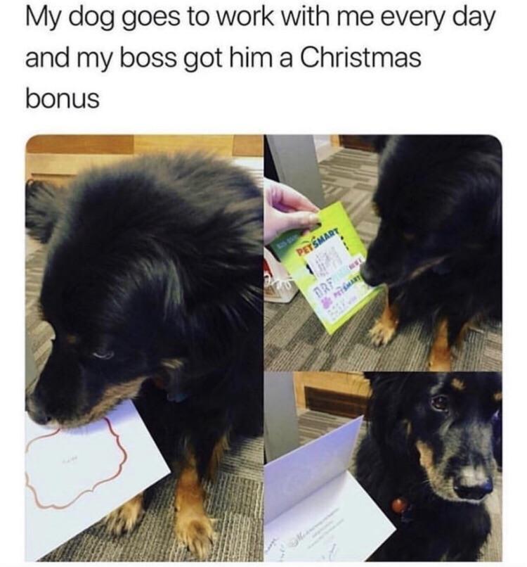 Good+boy+bonus