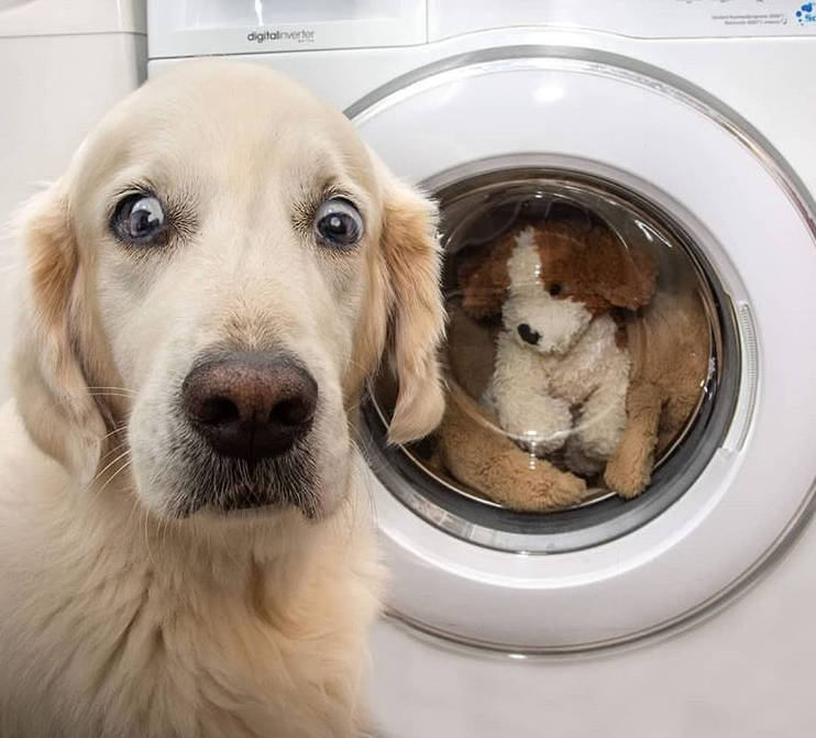 Someone+call+the+pawlice%26%238230%3B+STAT.