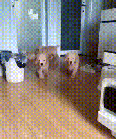 Ruff+day%26%238230%3B