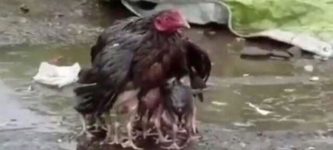 Poor+chicken