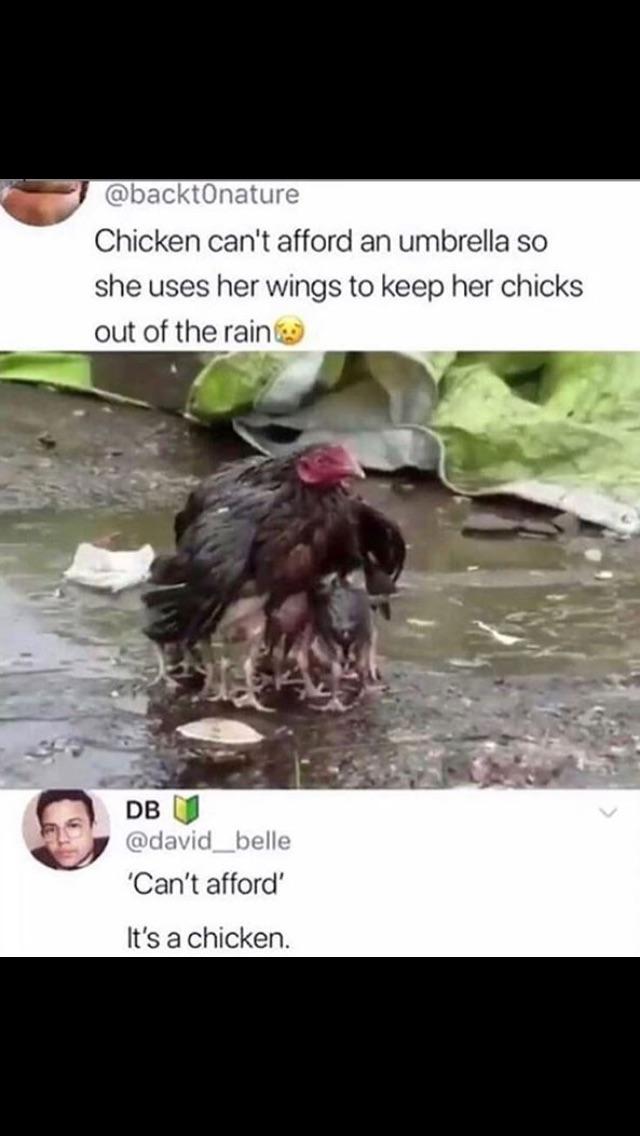 Poor+chicken