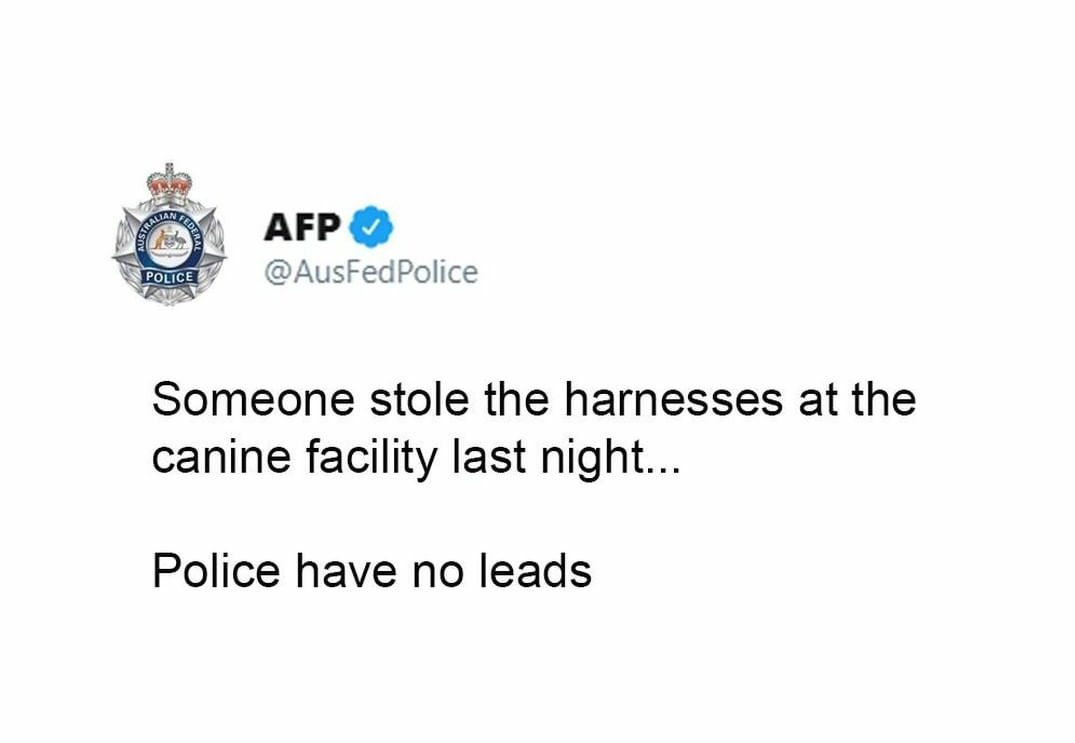 Canines%2C+everywhere.