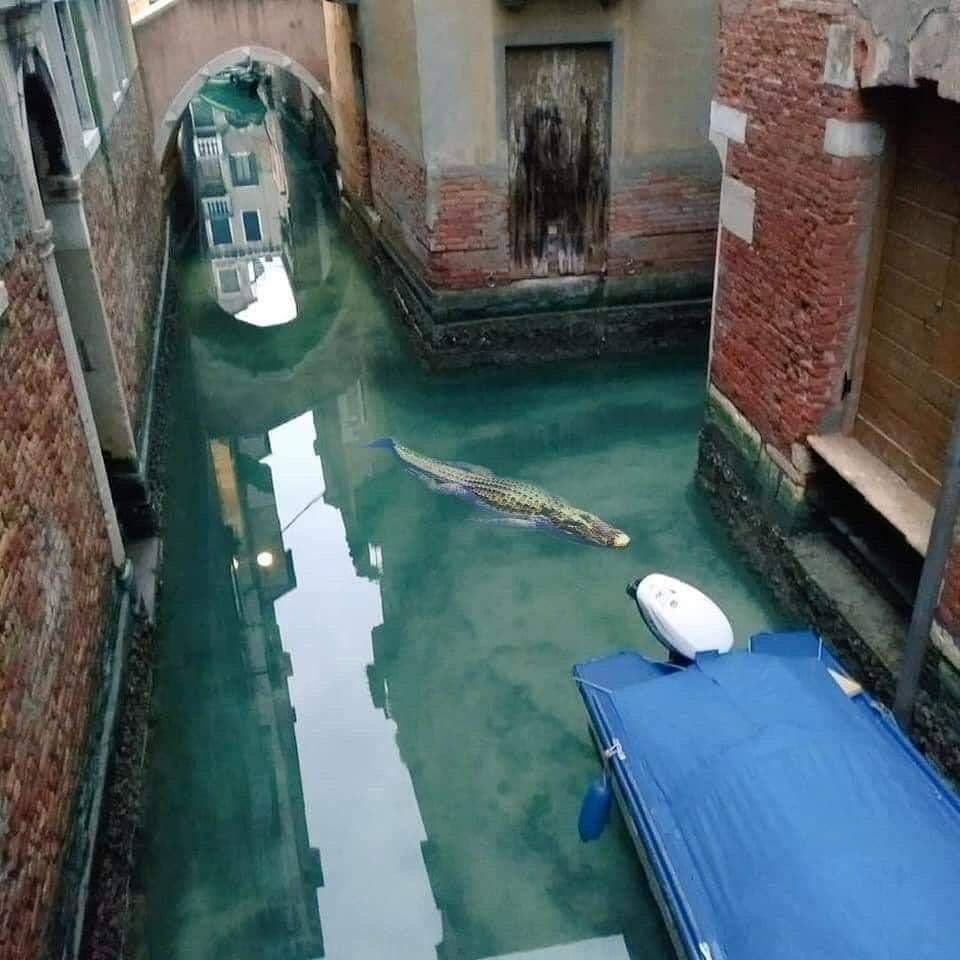 Venice+water+is+so+clear+we+can+finally+see+the+local+inhabitants.