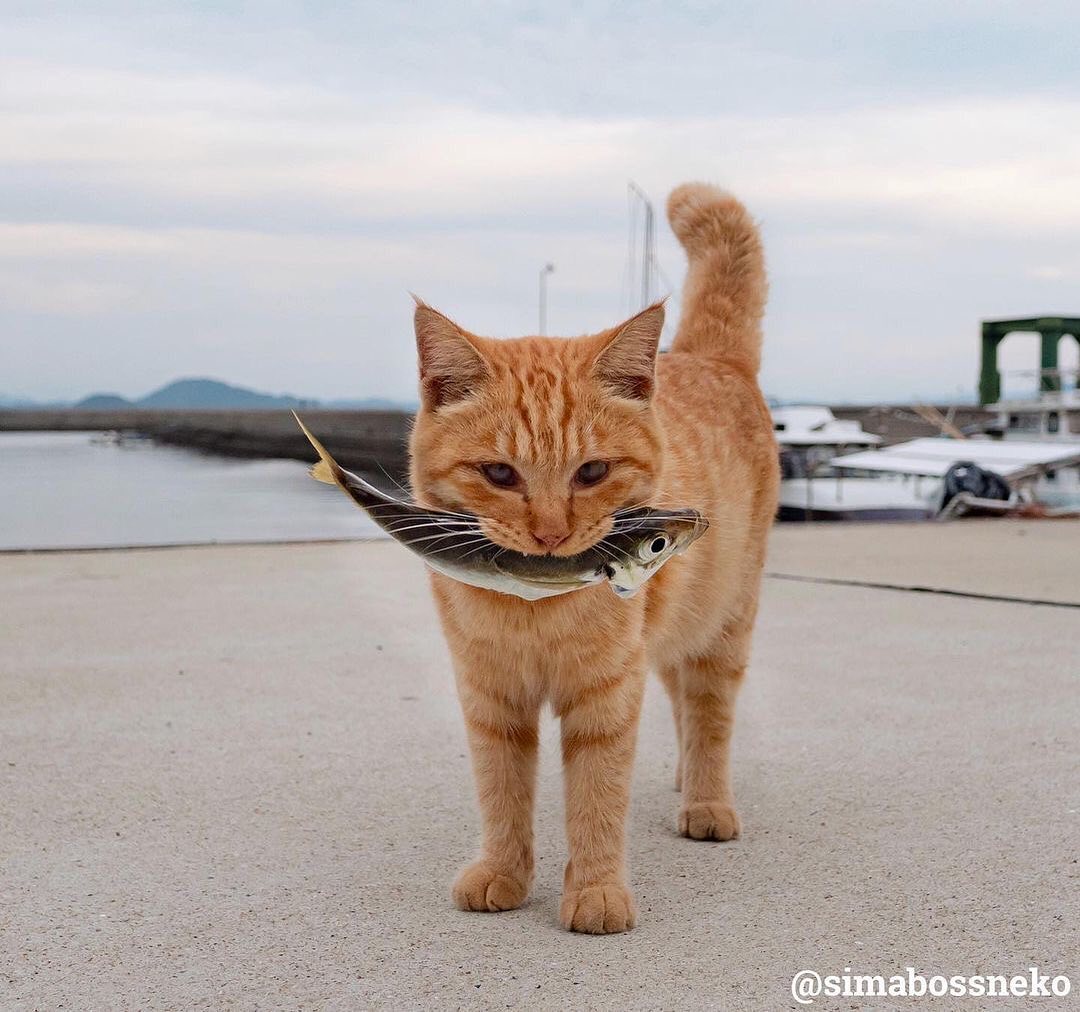 Look+what+the+gato+brought+in.