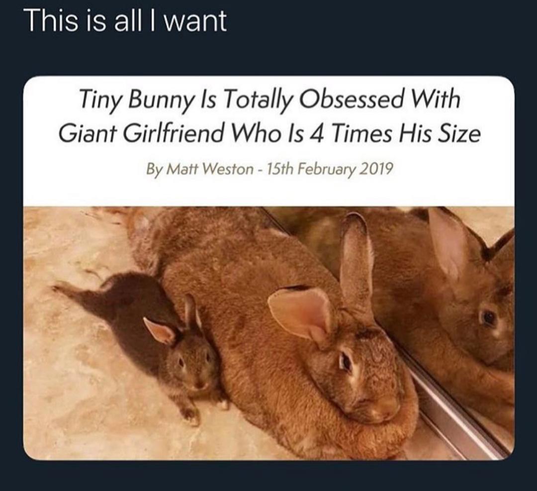 Go+tiny+rabbit
