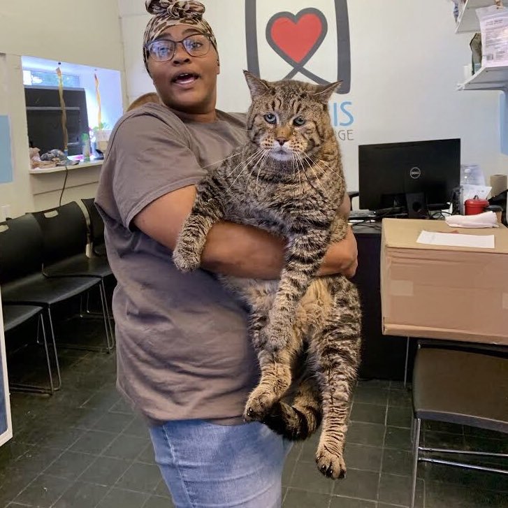 A+26+pound+cat+up+for+adoption+in+Philadelphia