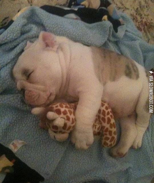 A+dog+and+his+friend.