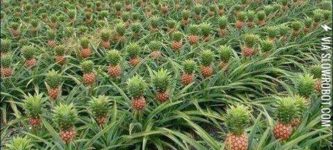 So+this+is+how+pineapples+grow