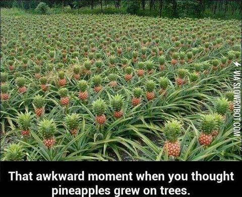 So+this+is+how+pineapples+grow
