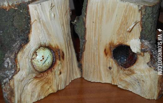 This+tree+grew+around+a+golf+ball