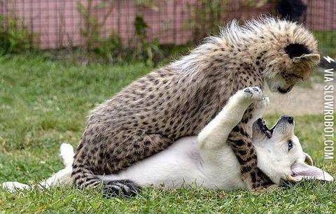 Puppy+and+Cheetah+playing