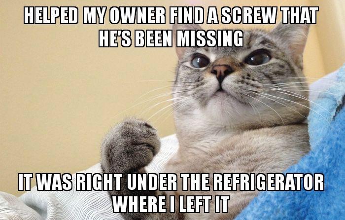 Success+cat+with+the+assist