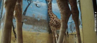 The+saddest+giraffe.