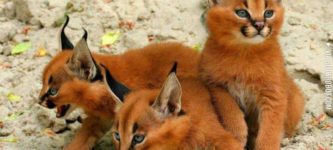 Caracal+kittens