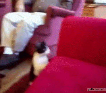 fancy+diving+into+aquarium+by+cat.