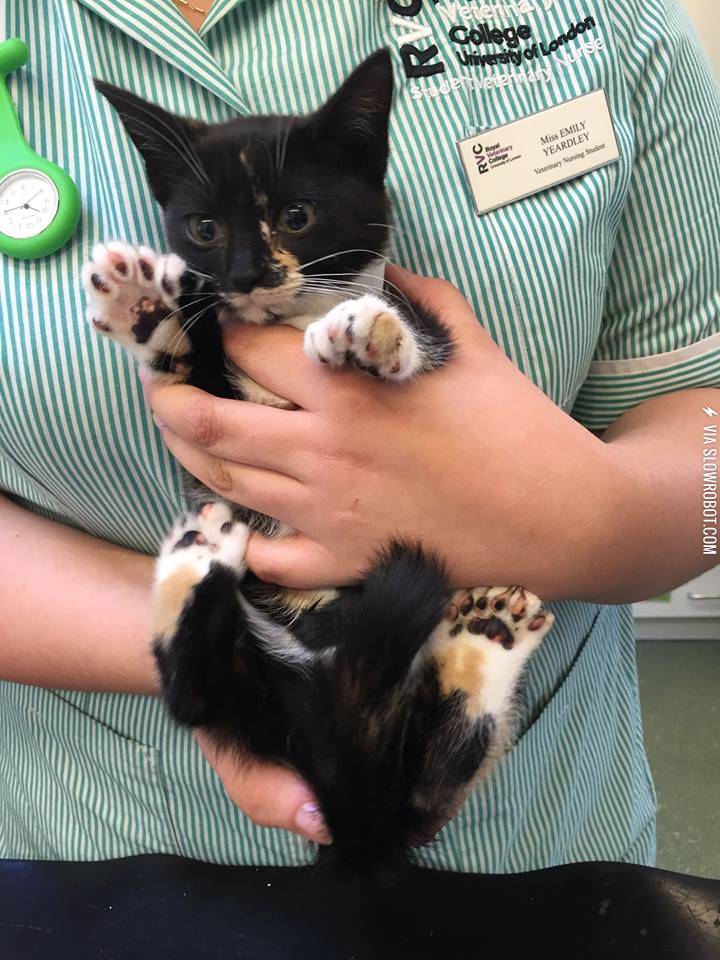 This+cute+kitten+has+23+toes