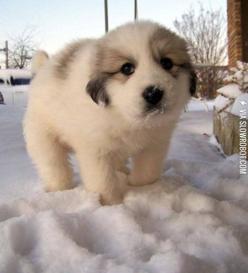 Nothing+but+a+tiny+bear