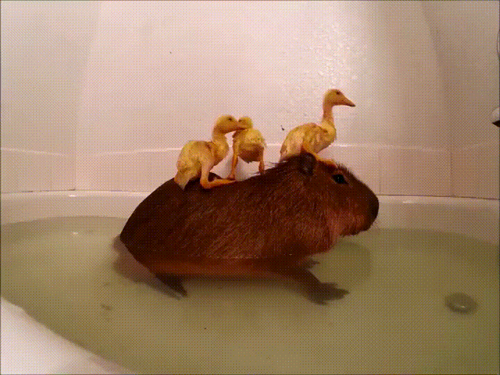 Young+chicks+bathing+on+the+island+of+New+Guinea