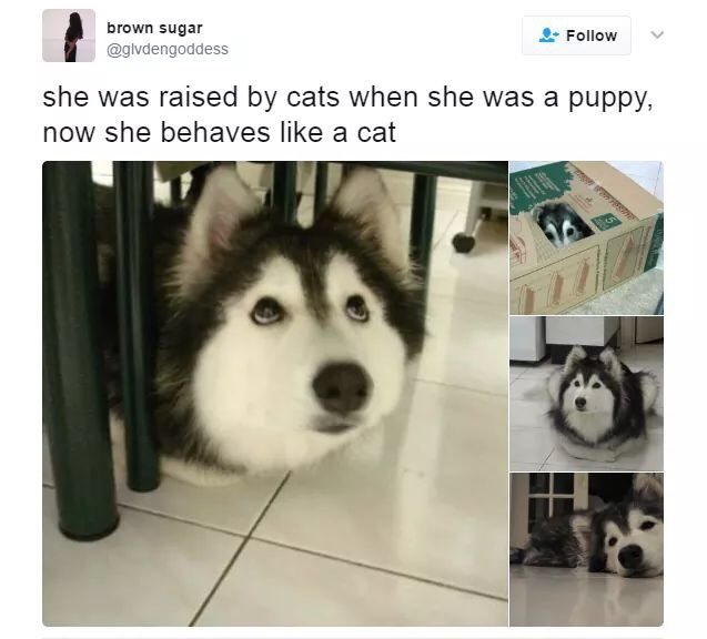 Cute+pupper+acts+like+kitter+and+is+adorable