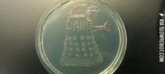 Dalek+grown+with+bacteria