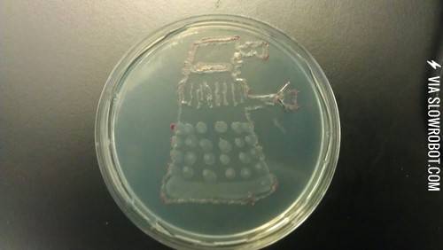 Dalek+grown+with+bacteria