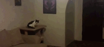 Cat+can+jump.