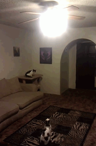 Cat+can+jump.