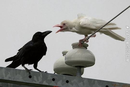 An+albino+raven.