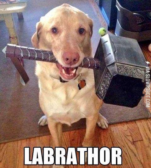 Thor%26%23039%3Bs+pet