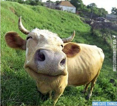 This+cow+is+happy.