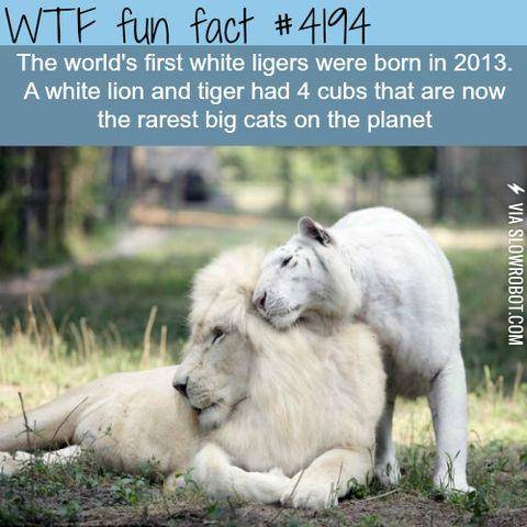world%26%23039%3Bs+first+white+ligers
