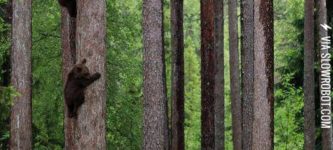 Three+bear+cubs+hiding+from+their+mother