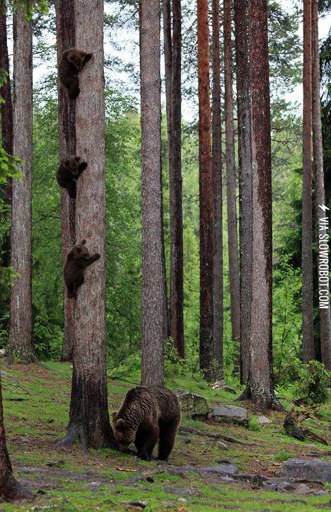 Three+bear+cubs+hiding+from+their+mother