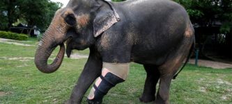 A+Thai+Elephant+Named+Mosha+Gets+A+Prosthetic+Leg