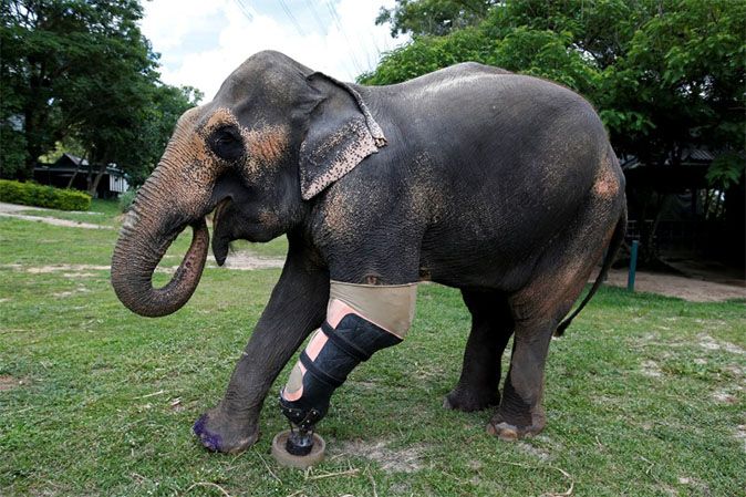 A+Thai+Elephant+Named+Mosha+Gets+A+Prosthetic+Leg