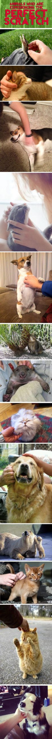 The+perfect+scratch.