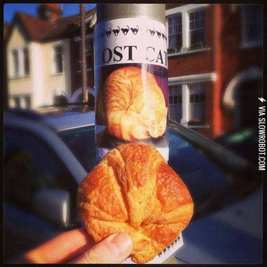 I+think+I+found+your+cat%26%238230%3B