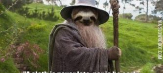 A+sloth+is+never+late.