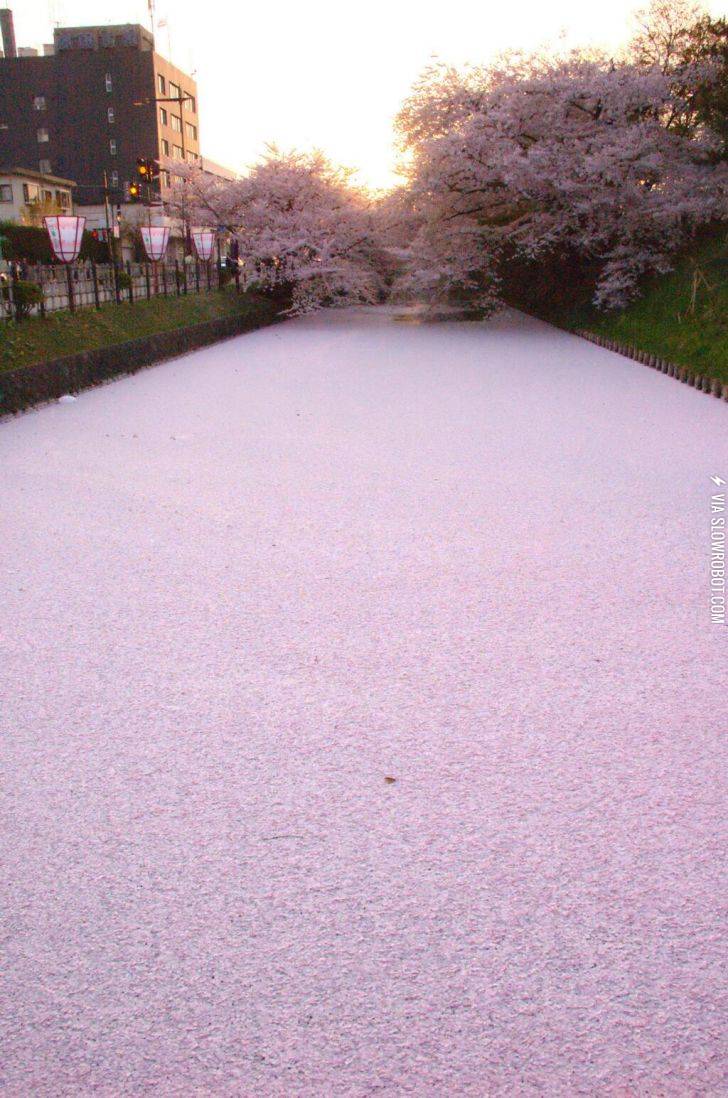 River+in+Japan+filled+with+cherry+blossom+petals