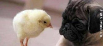 Pug+And+Chicken