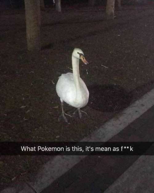 What+Pokemon+is+this%3F