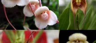 Just+In+Case+You%26%238217%3Bve+Never+Seen+Monkey+Orchids+Before%26%238230%3B