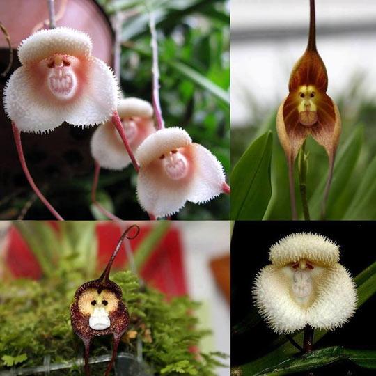 Just+In+Case+You%26%238217%3Bve+Never+Seen+Monkey+Orchids+Before%26%238230%3B
