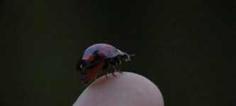 Ladybugs+wings+unfolding