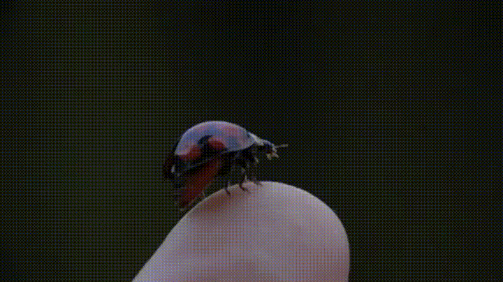 Ladybugs+wings+unfolding
