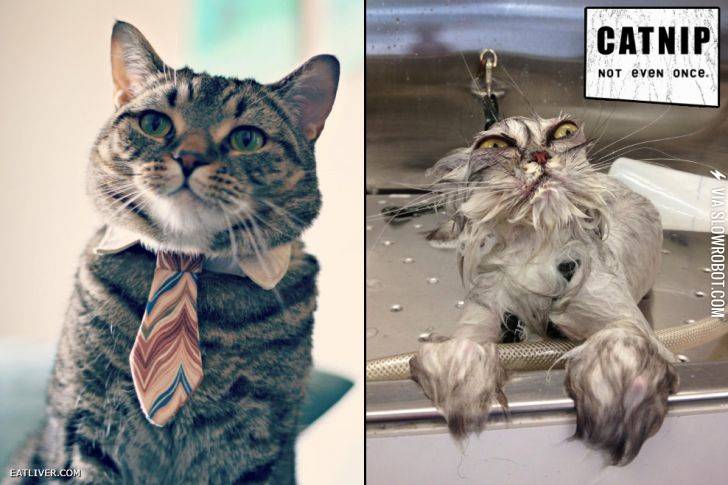 Catnip%2C+not+even+once.