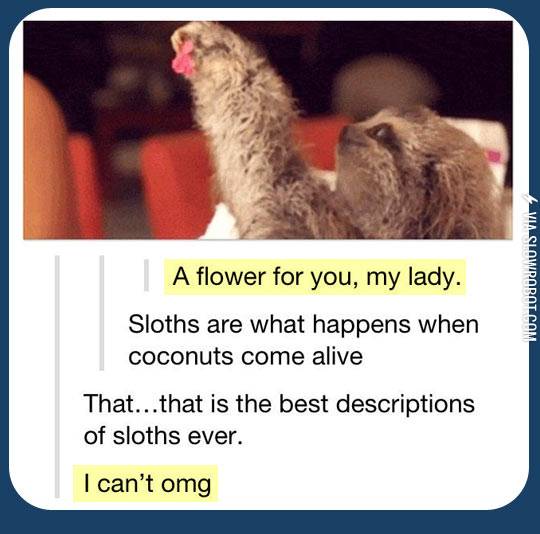Sloths.