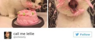 Cats+eating+cake.