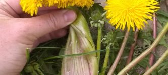 Dandelions+of+Chernobyl%2C+probably.